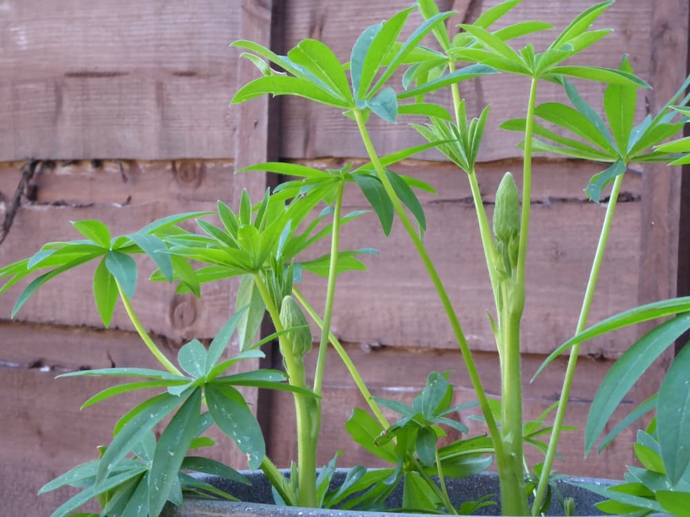 lupin plant with buds beginning to emerge and a fence in the background