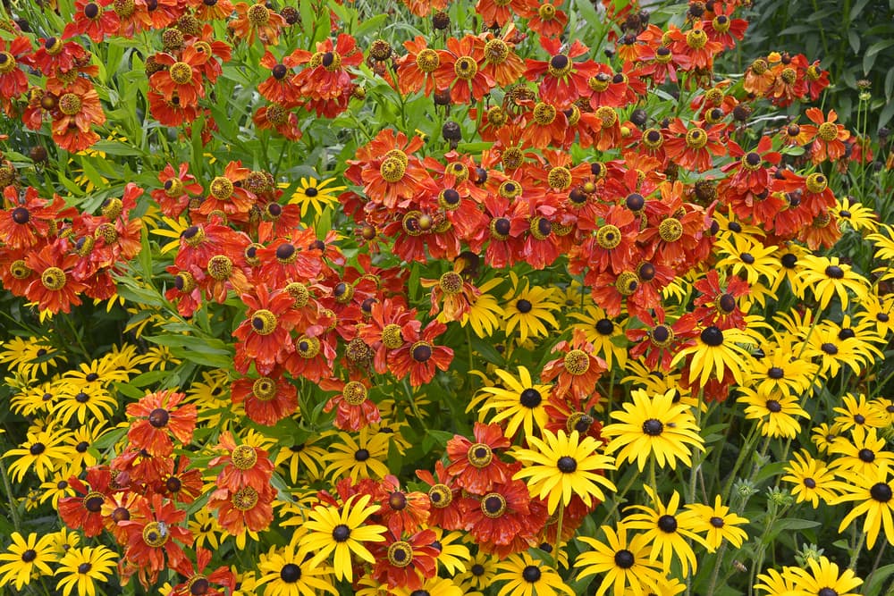 rudbeckia and helenium growing as companion plants