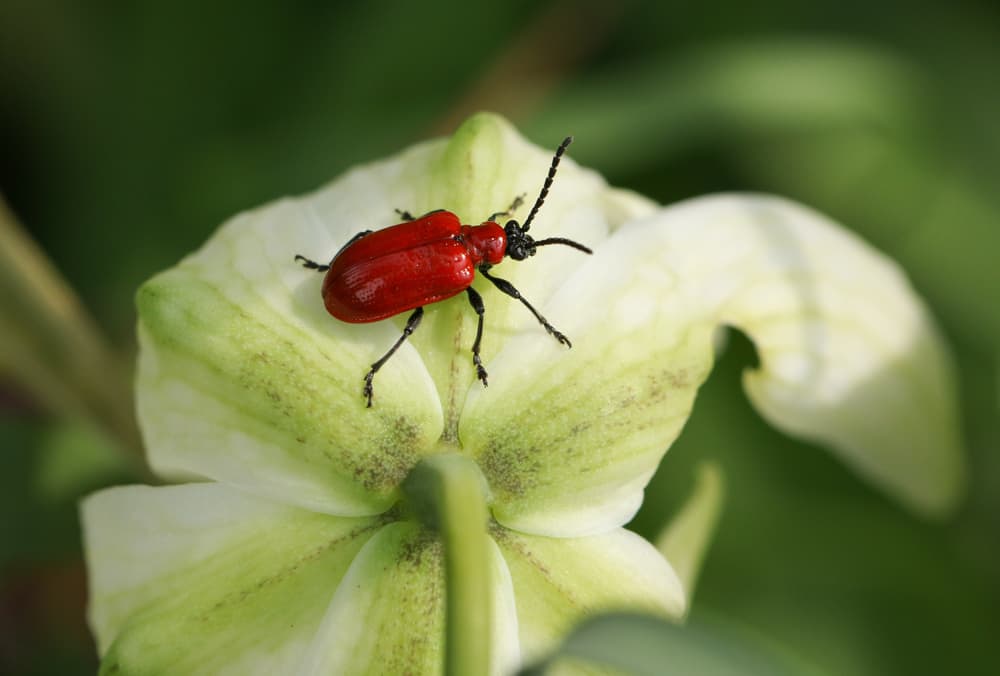 a large Red Lily Beetle shown on the white flowering head of a fritillary