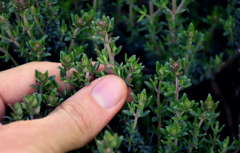 hands picking wild thyme sprigs