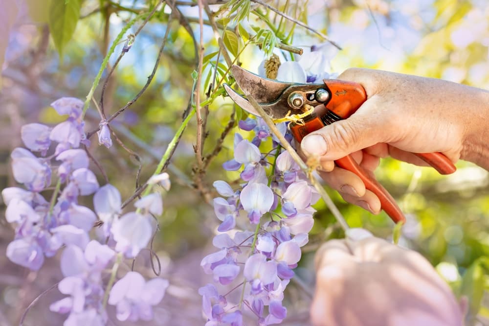 gardener using a pair of orange secateurs to take cuttings from a large wisteria climbing plant