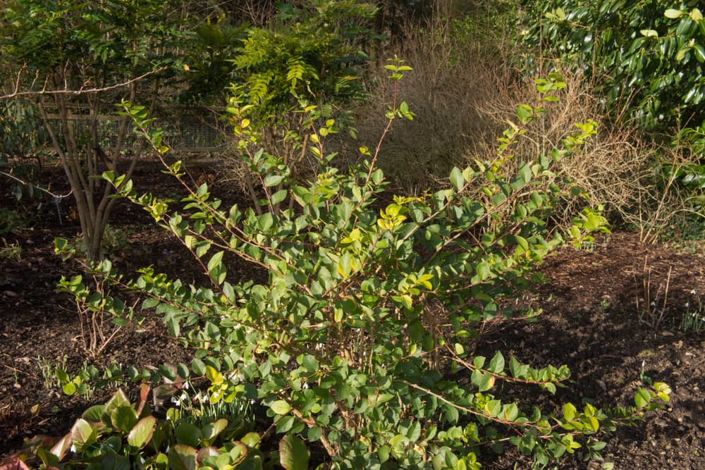 a winter honeysuckle shrub in an open but sparse garden