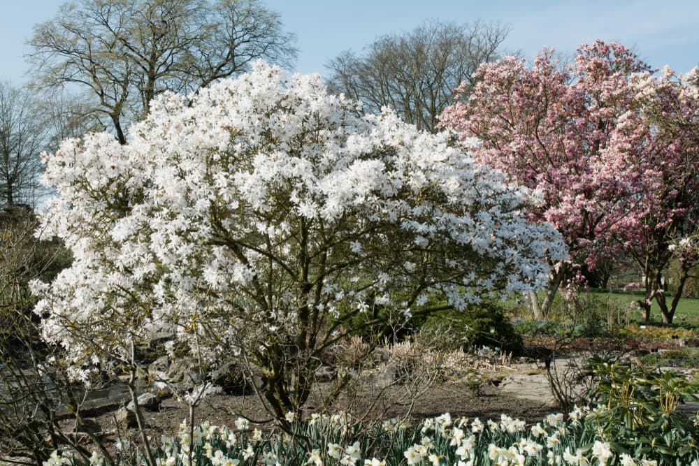 huge sprawling magnolia stellata with many white flowers in bloom