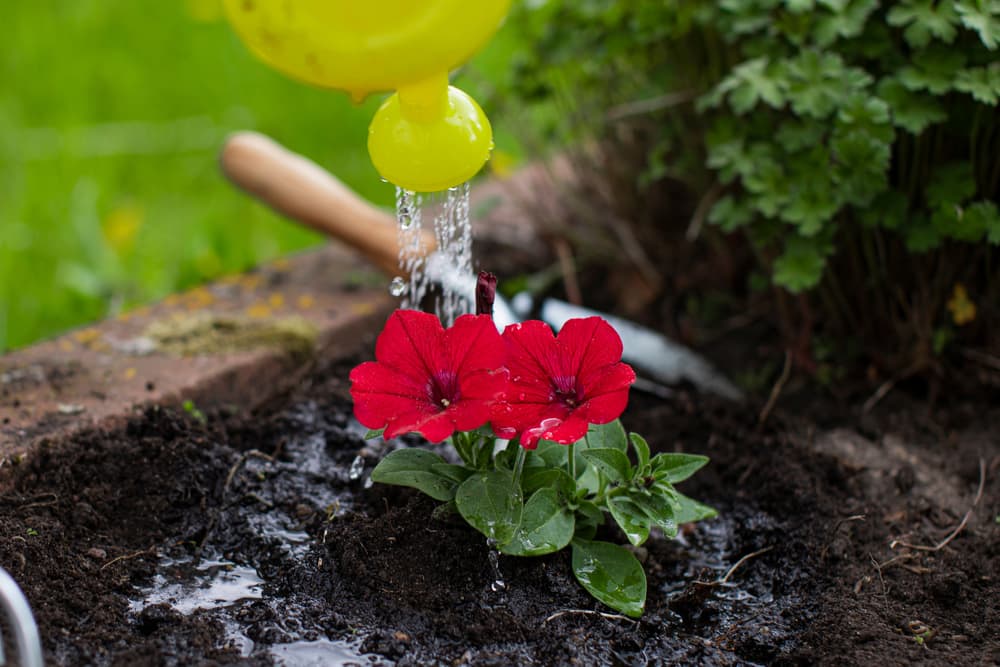 plastic yellow watering can pouring water onto red flowering petunia plants