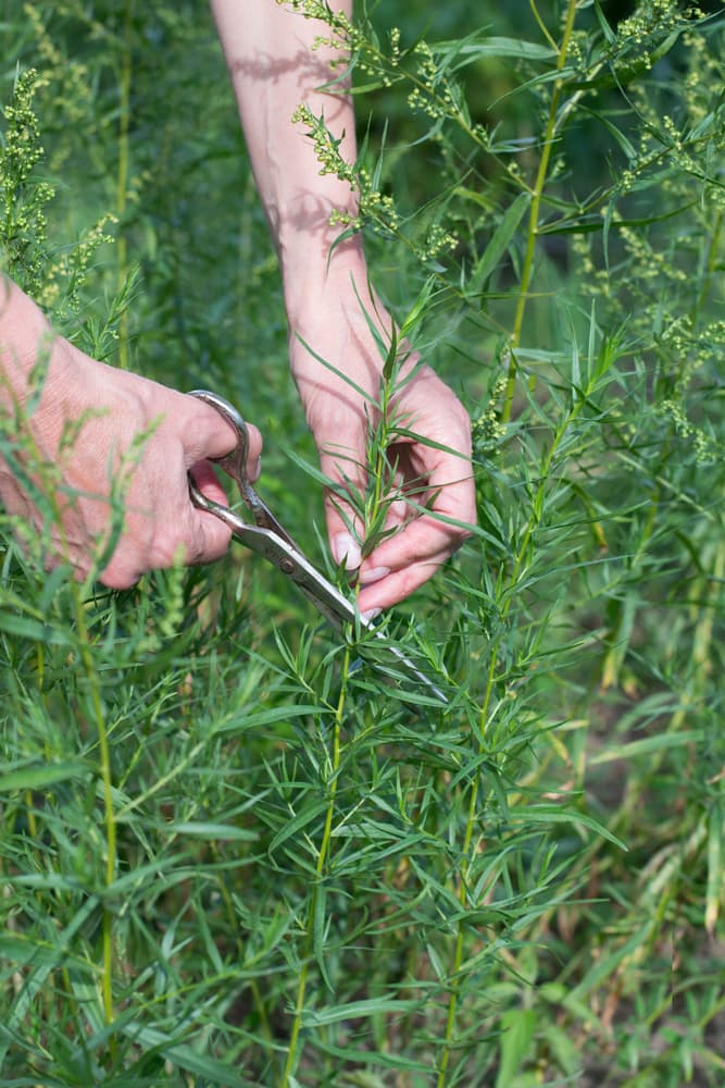 steel scissors being used to take cuttings from a large tarragon plant growing outdoors