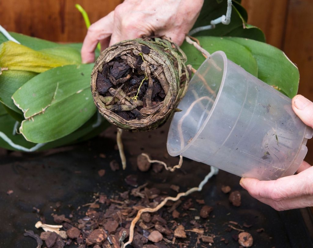 an orchid lifted from a clear plastic pot to reveal some signs of root rot