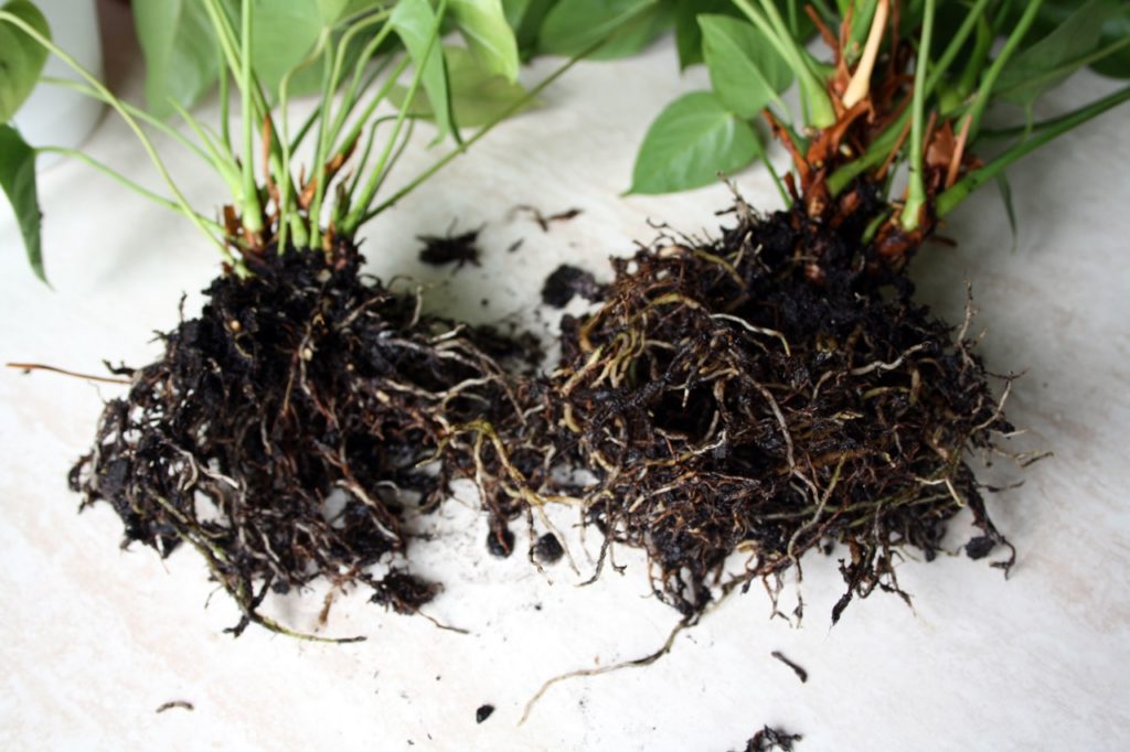 an anthurium plant that has been divided at the roots to make two individual plants