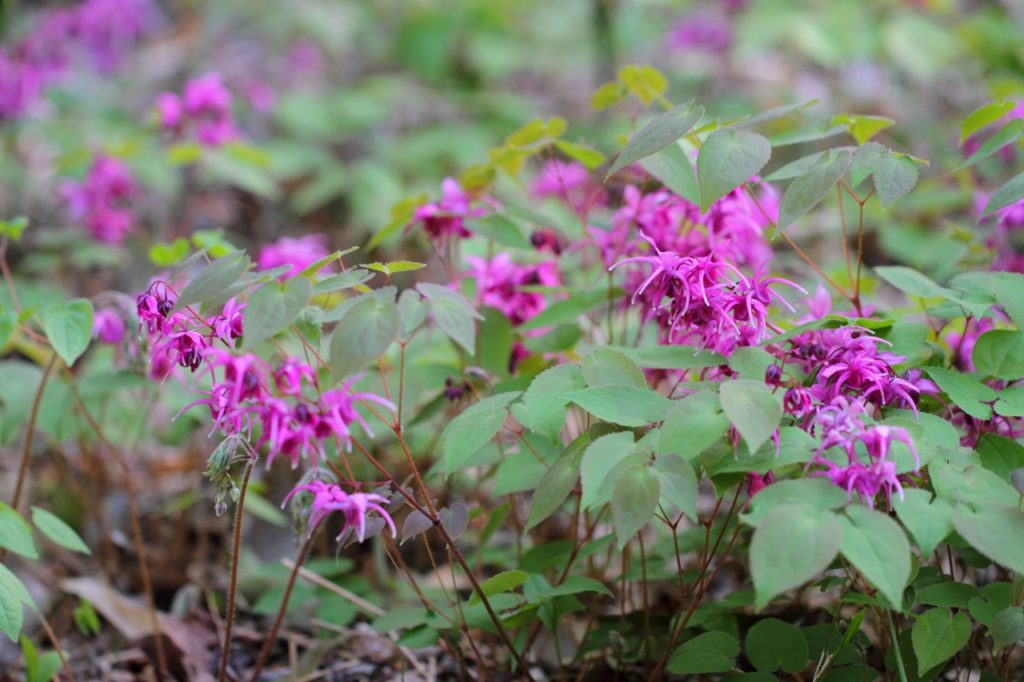 pink star-shaped flowers from a barrenwort plant growing from the ground