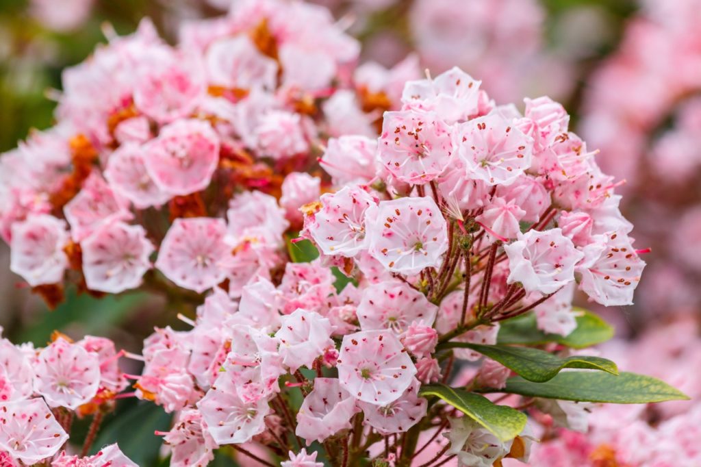 mountain laurel shrub with lots of pale pink flowers and long thin leaves