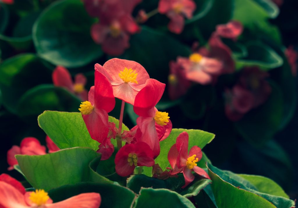 wax begonia plant with pink petals and yellow centres growing in front of other begonias