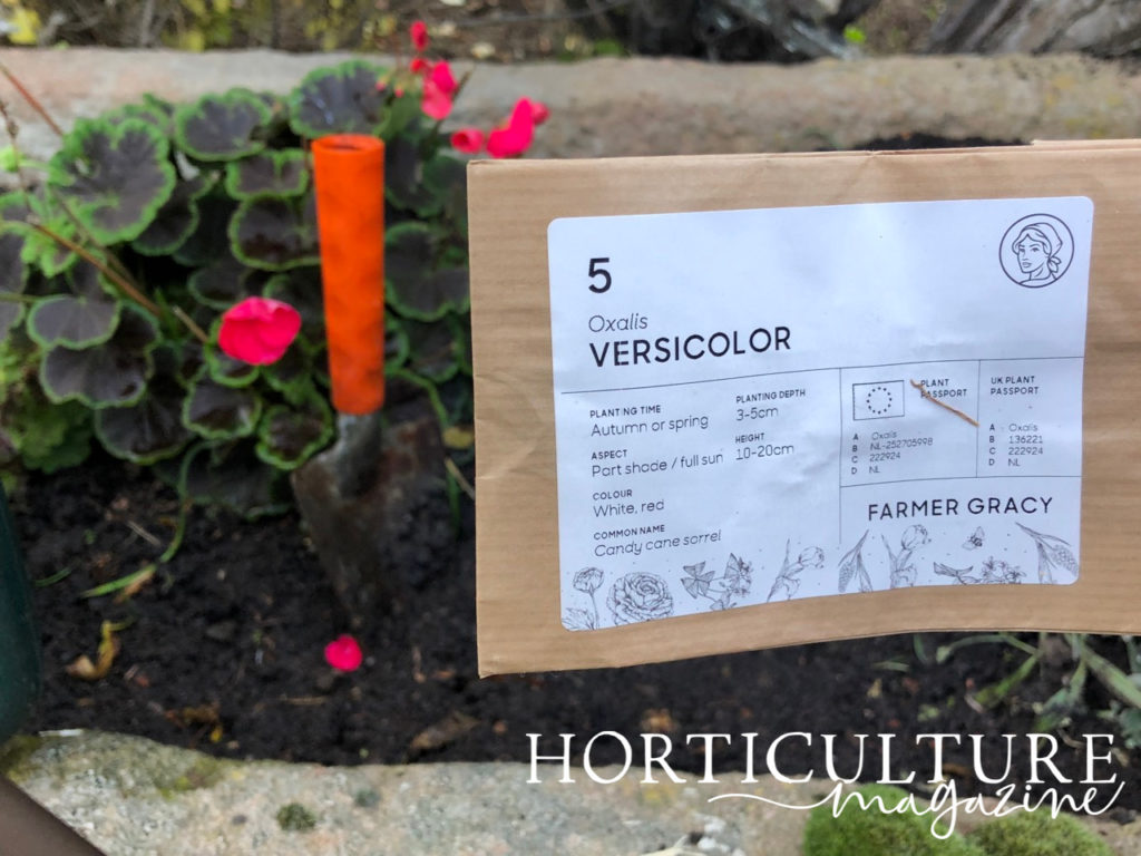 a paper bag labelled oxalis versicolor that contains the bulbs being held in front of a garden bed with pink flowering shrubs