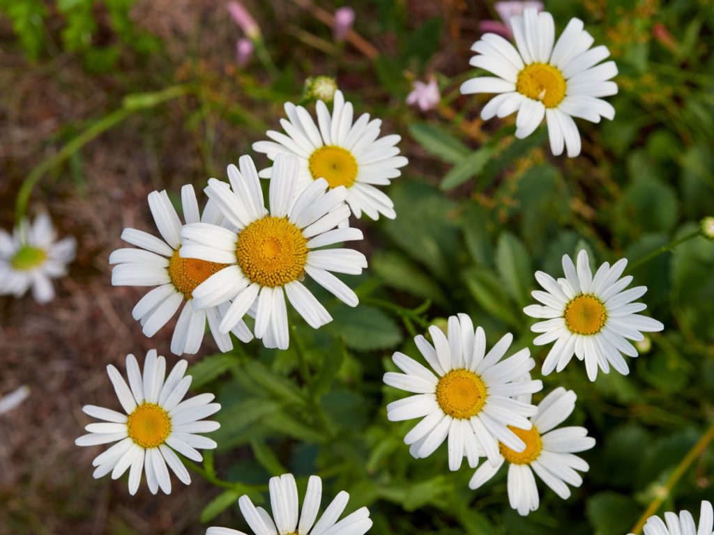 white flowering daisy-like flowers from a common chamomile plant growing from mulched ground