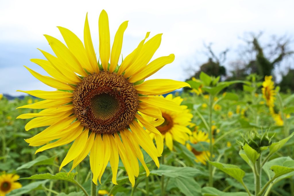 brown centre of a sunflower surrounded by yellow petals growing in a field with other tall varieties