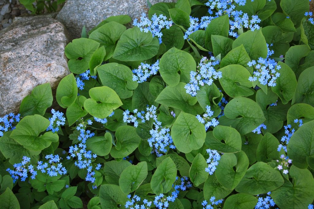 Siberian bugloss plant with heart-shaped leaves and tiny blue flowers growing as ground covering plants in a rock garden