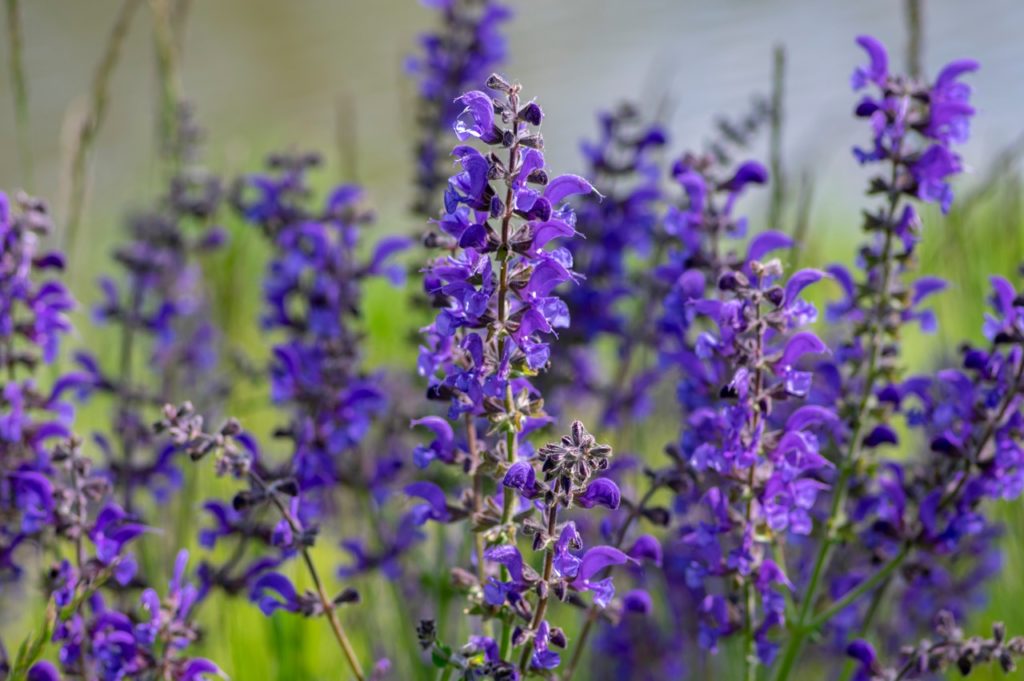 purple salvia pratensis with tall stems