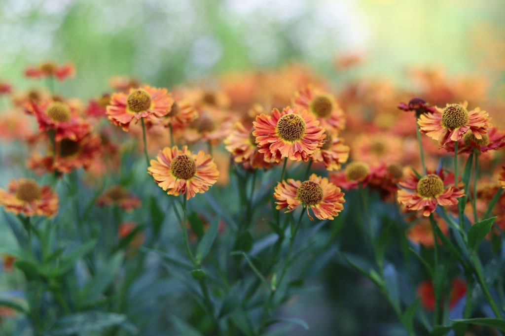 autumn sneezeweed flowers with brown, bulbous centres