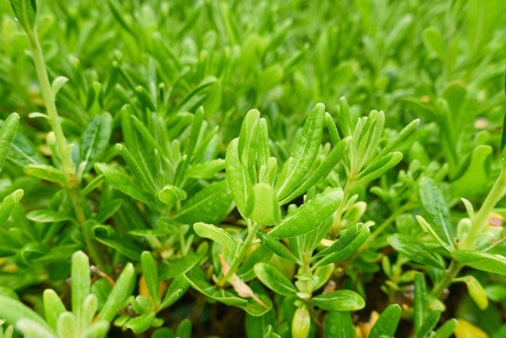 pittosporum shrub with waxy green leaves that are covered in raindrops