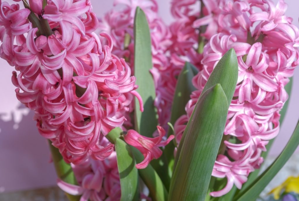 close-up of the pink flowering clusters of a hyacinthus plant