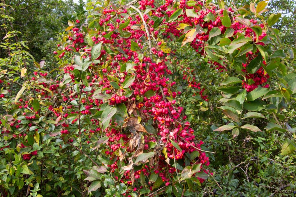 spindle tree with an abundance of red flowers hanging from its branches