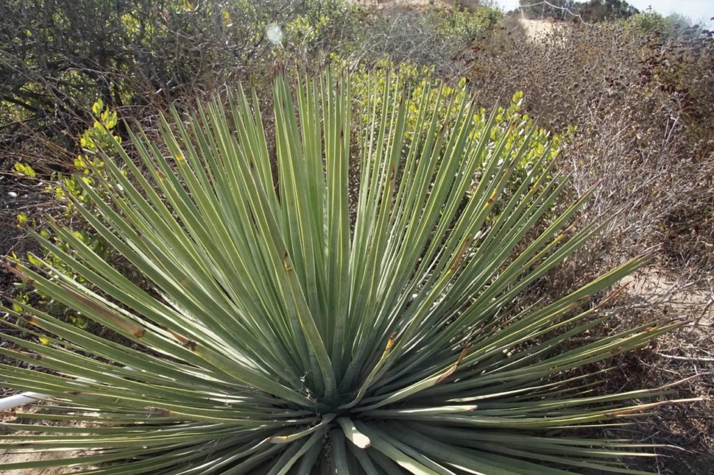 yucca whipplei shrub with lots of thin long leaves growing in front of bare branches of deciduous shrubs