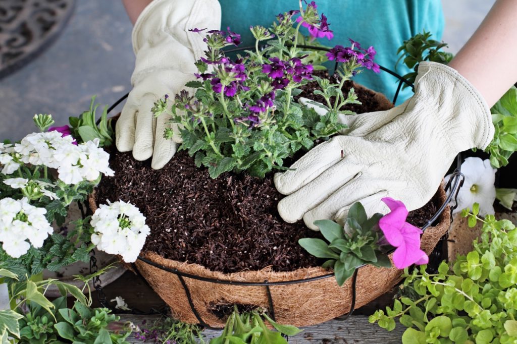 hands firming the soil around plants placed in a hanging basket