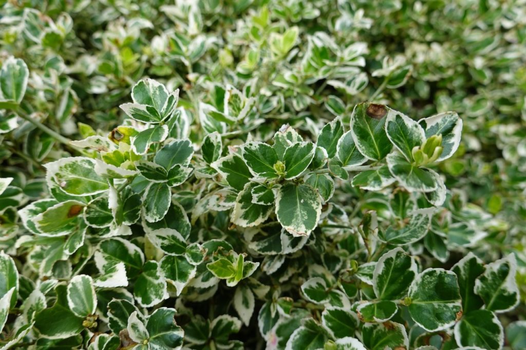 winter creeper plant with green leaves edged with with white