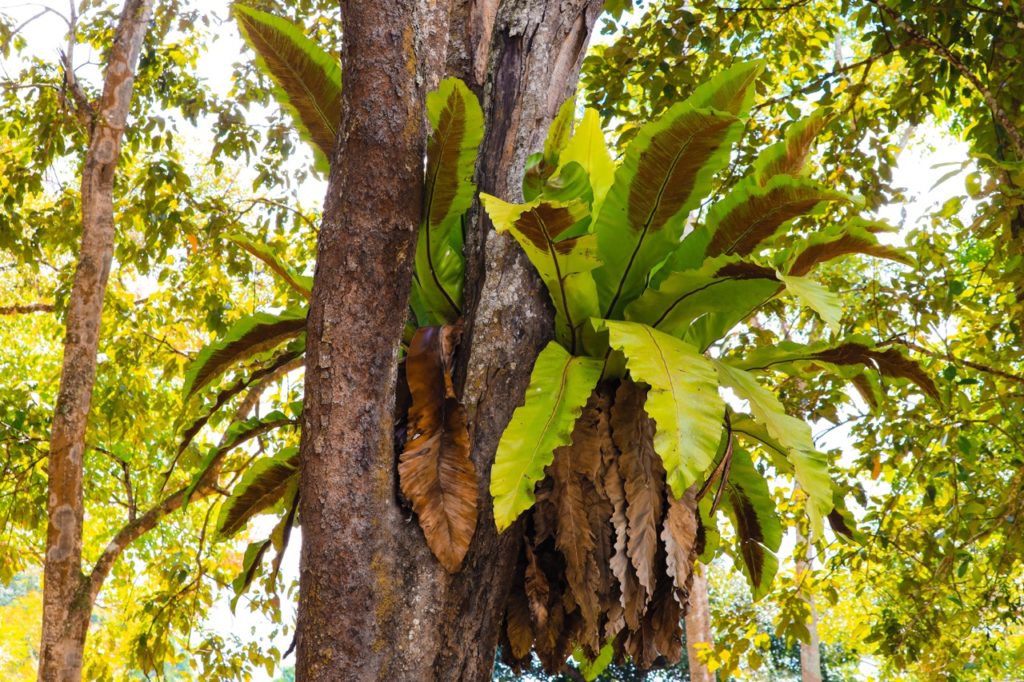 green leaves from a bird's nest fern growing from a tree in the wild
