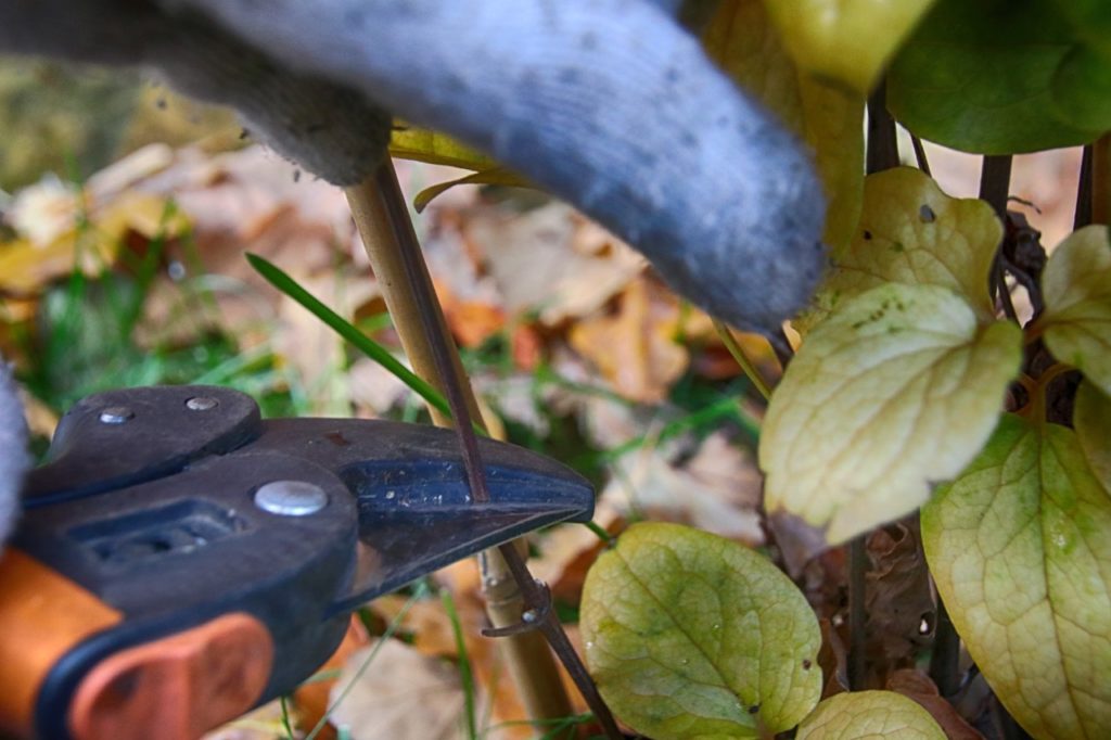 gardener using a pair of secateurs to cut the stem of a clematis plant