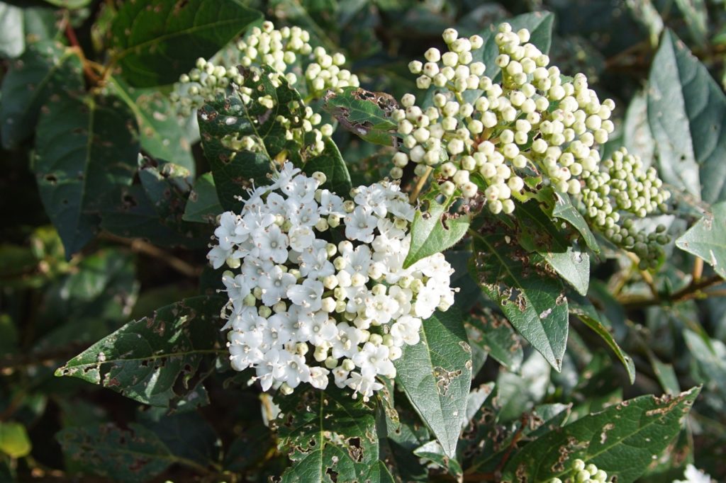 a white flowering tinus shrub with dark green leaves that are covered in holes as a result of damage by viburnum beetles