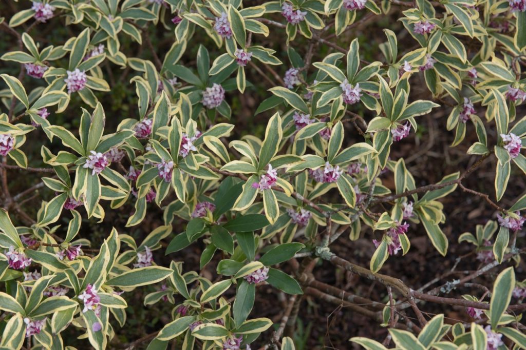 daphne with green and cream variegated leaves and pink and white flowers