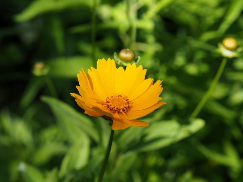 close-up of a yellow daisy-like coreopsis flower