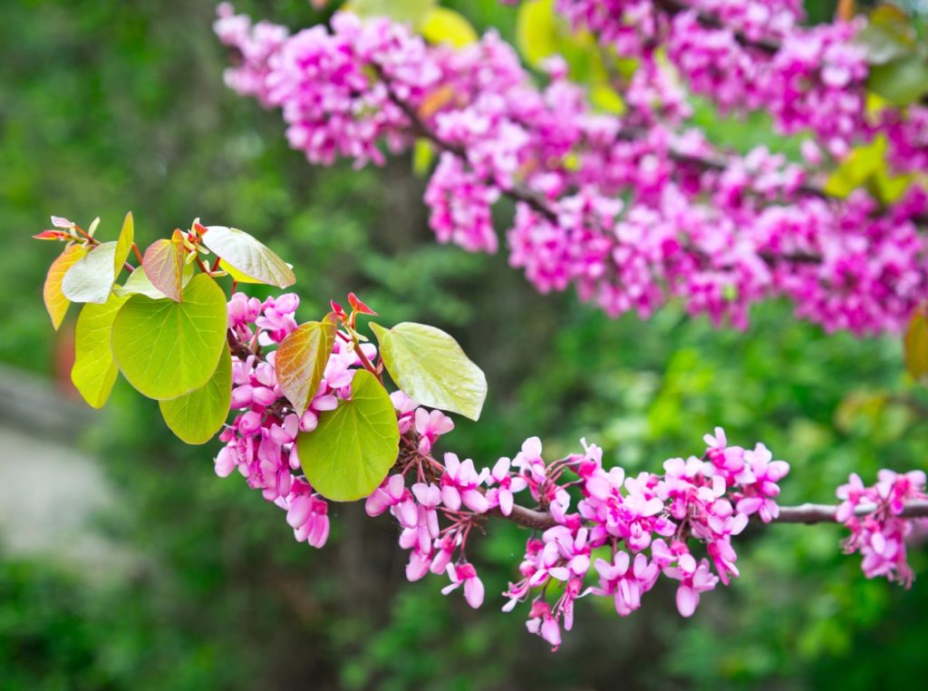 pink flowers and rounded green leaves growing from thick branches of a Judas tree