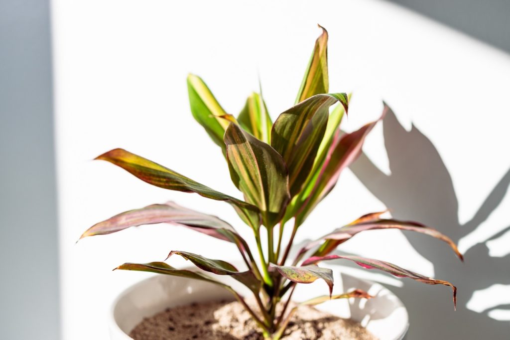 container-grown cordyline with variegated green, yellow and red leaves growing indoors in front of a wall