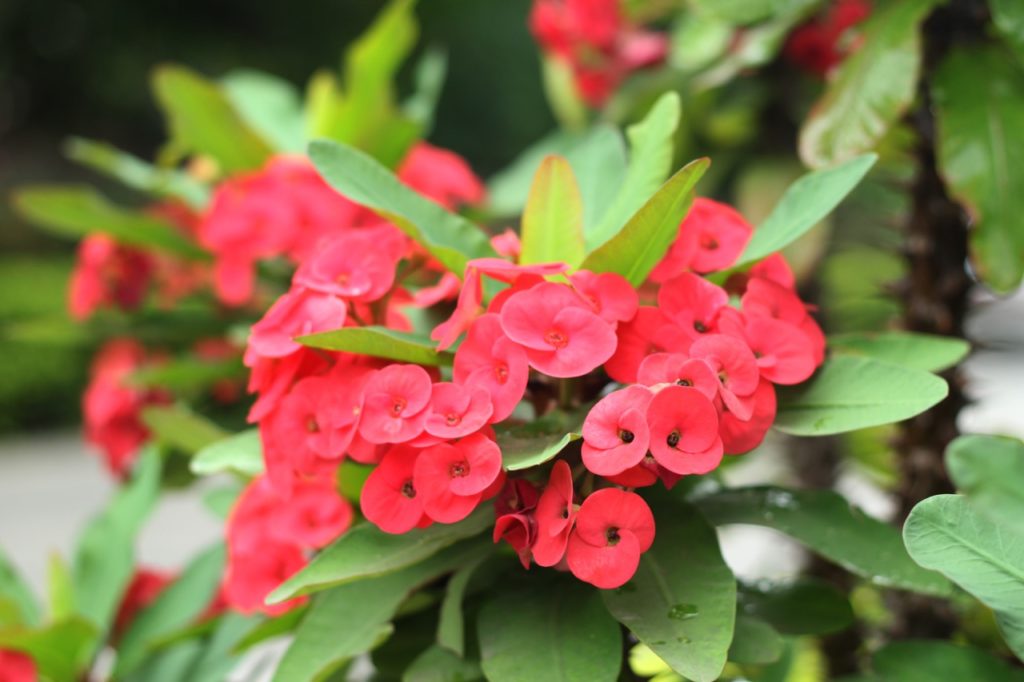 Euphorbia milii with pink flowering clusters growing amongst green leaves outside