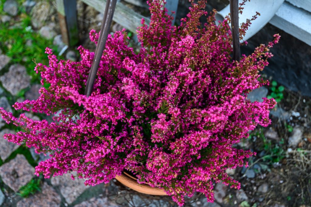 large bright pink flowers growing from an erica shrub in a container sat on a patio