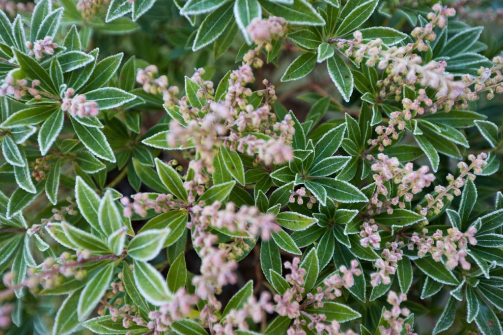 green leaves edged with white from a p. 'flaming silver' shrub with pale pink flowers