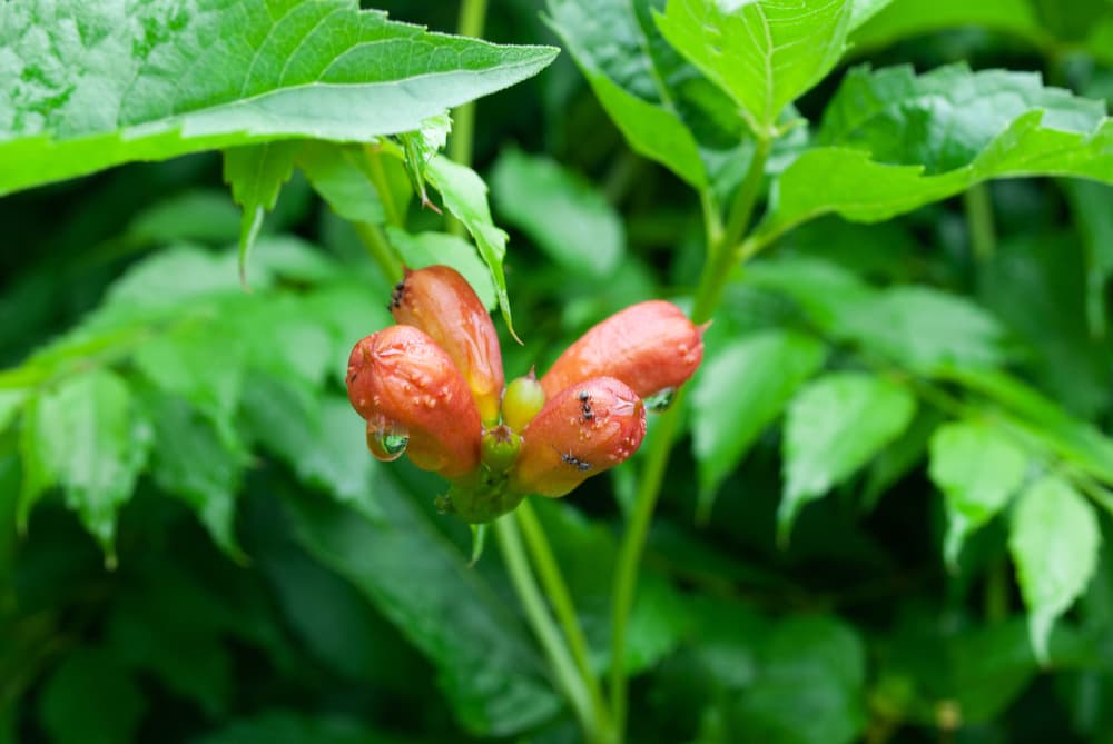 red buds of campsis covered in small ants