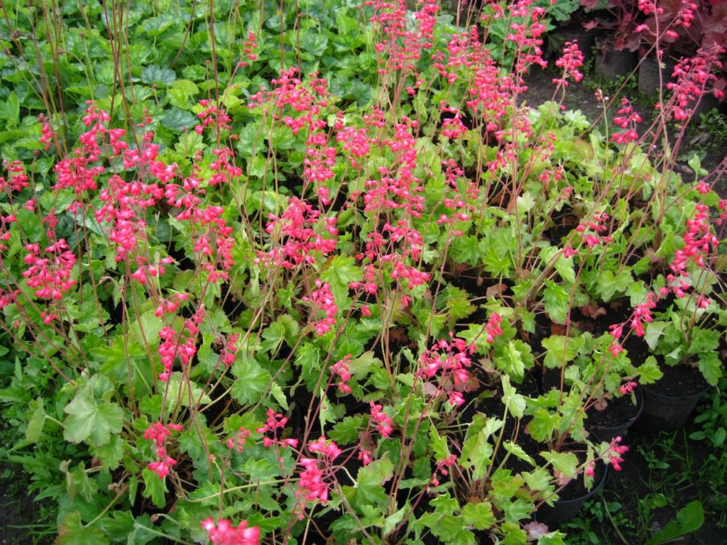 pink flowering coral bells shrub growing in a garden bed