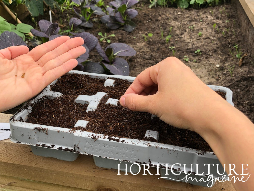 gardener sowing tiny viola seeds into a grey seed tray that is filled with compost with a garden bed in the background