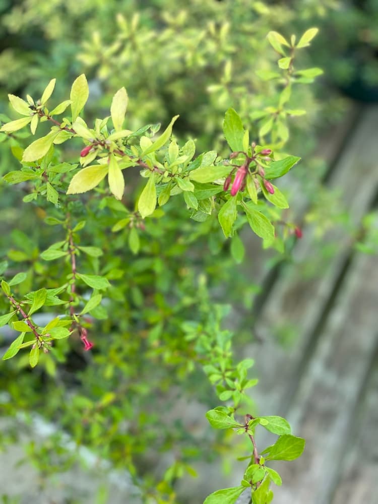 lime green leaves and pink buds of Escallonia 'Golden Carpet' with garden decking in the background