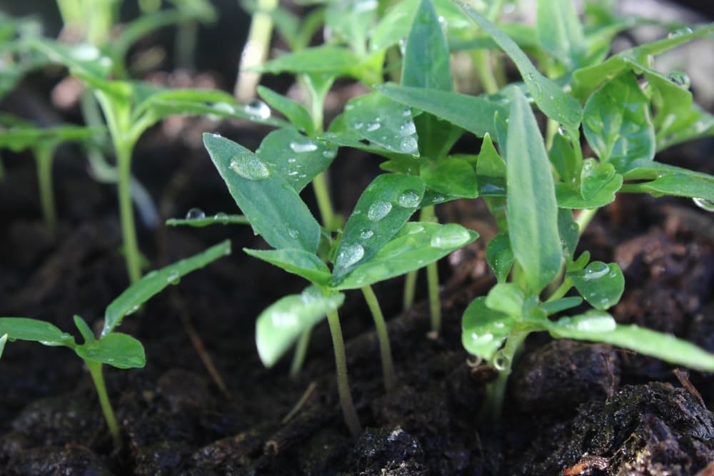 chilli seedlings growing from compost wit water droplets on their leaves