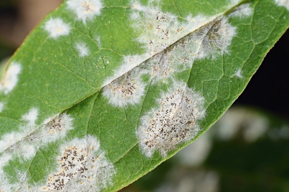 plant foliage covered with areas of white powdery mildew