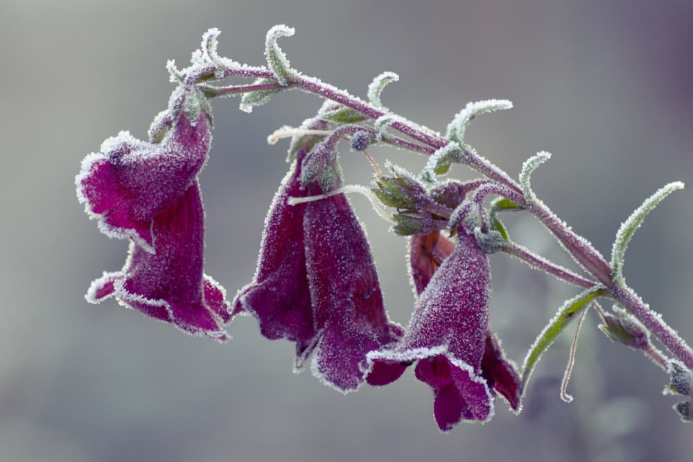 frost covered flowers of Penstemon 'Rich Ruby'