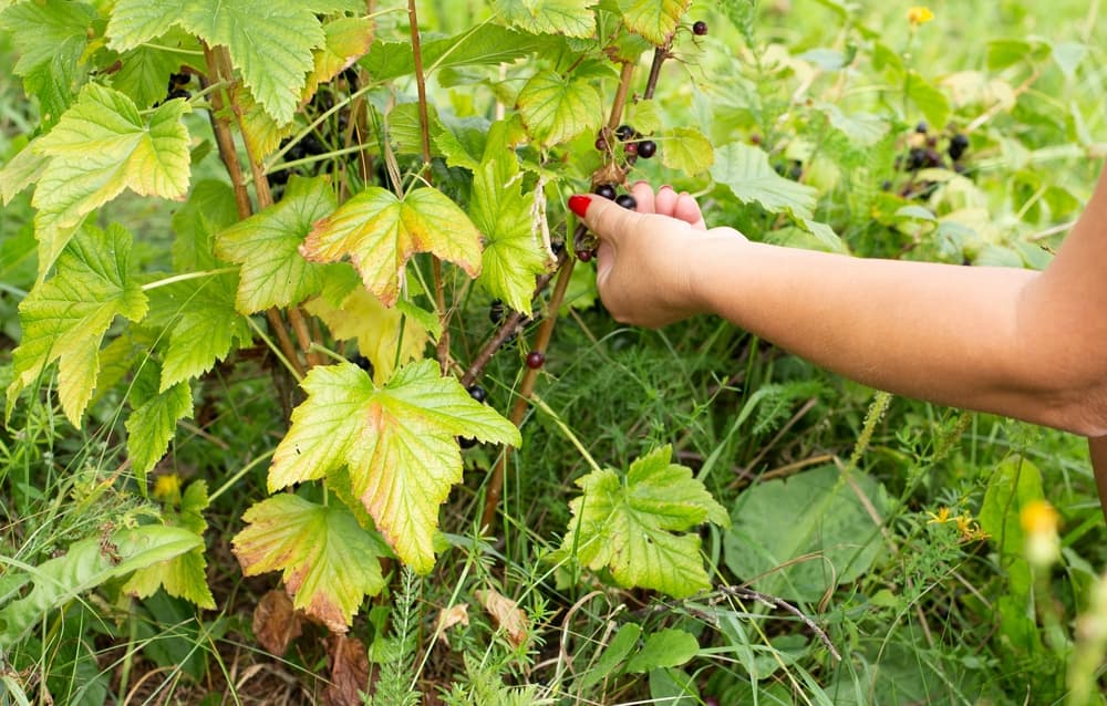 hand picking ripe currants from the stems of a bush