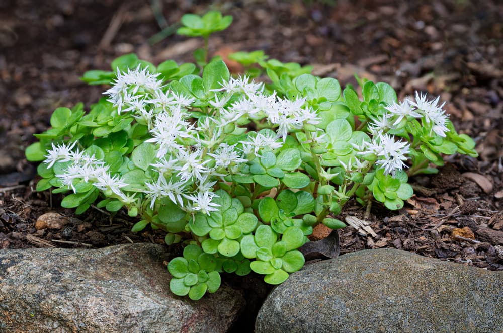 white flowering wild stonecrop growing in a mulched border