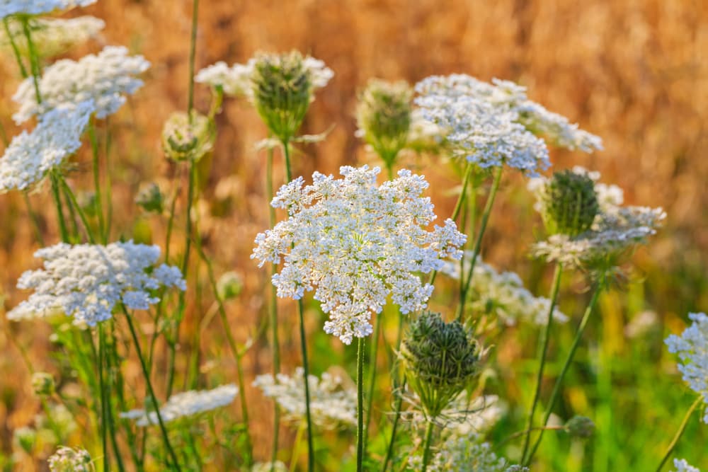 white flowering fennel growing in a prairie garden