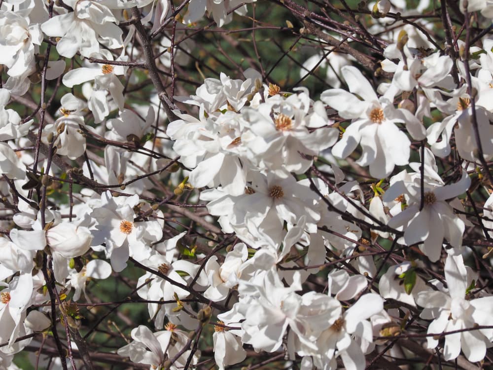 white petals and orange centres on the flowers of m. virginiana
