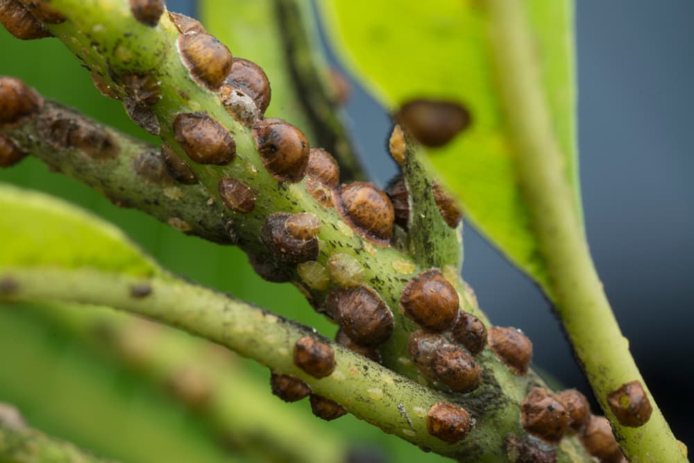 stems and undersides of leaves covered in scale insects