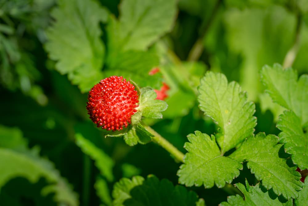 red berry of P. indica plant