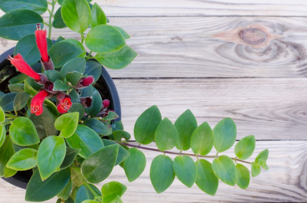 Lipstick plant with red trumpet-shaped flowers and small heart-shaped leaves on a wooden table indoors